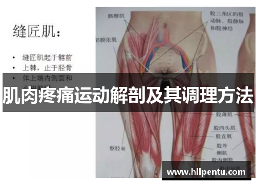 肌肉疼痛运动解剖及其调理方法